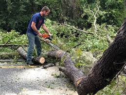 Seasonal Cleanup (Spring/Fall) in Dickinson, TX