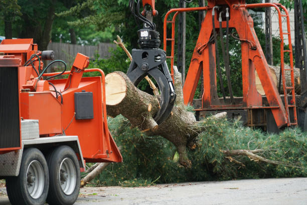 Leaf Removal in Dickinson, TX